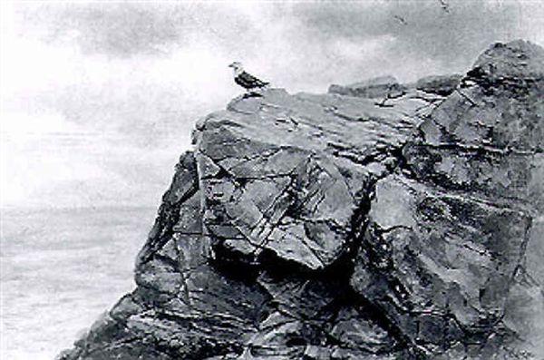 Black-backed Gull On A Cliff Top Oil Painting by George Edward Lodge