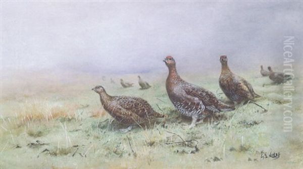 Red Grouse On Heathland Oil Painting by George Edward Lodge