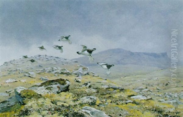 Ptarmigan In Flight Oil Painting by George Edward Lodge