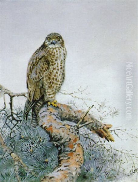 A Buzzard In A Scots Fir Oil Painting by George Edward Lodge