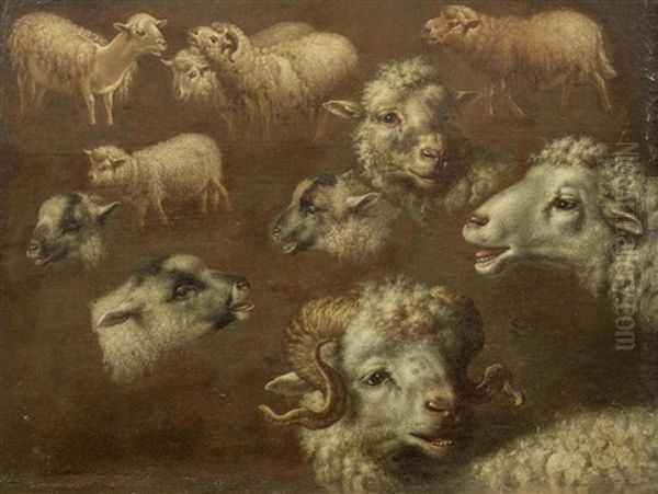 Studies Of Sheep Oil Painting by Francesco Londonio