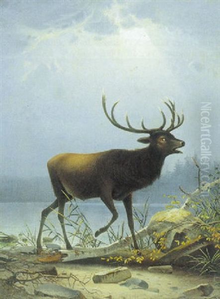 Brolende Kronhjort Ved Skovso Oil Painting by Karl Julius Lorck