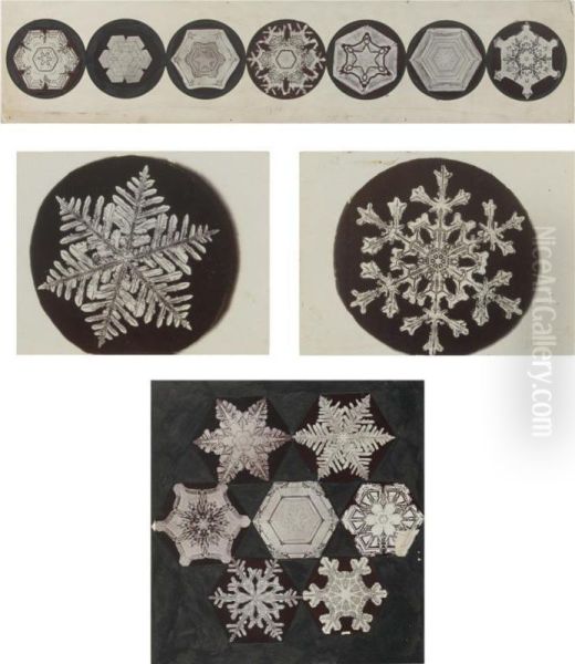 Selected Images Of Snowflakes Oil Painting by Wilson Alwyn Bentley