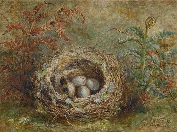 Vogelnest Oil Painting by Albert Durer Lucas