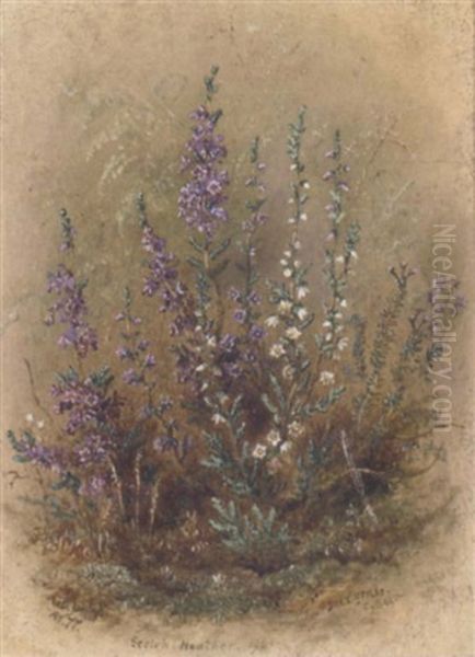 Scotch Heather And Deer Grass Oil Painting by Albert Durer Lucas