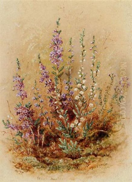 Scotch Heather And Deer Grass Oil Painting by Albert Durer Lucas