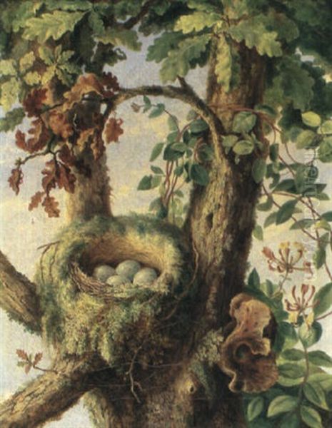 Nest Of Ye Missle Thrush Oil Painting by Albert Durer Lucas