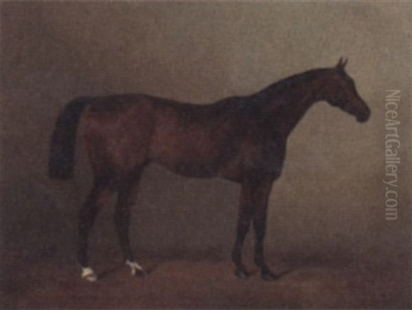 Racehorse 