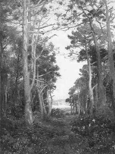 A Sunlit Woodland Oil Painting by Max Ludby