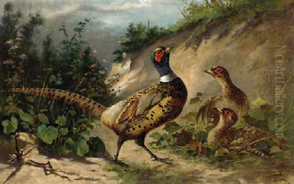 Pheasant Oil Painting by Frederick Von Luerzer