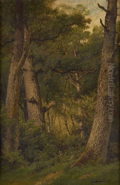 Sous-bois Ensoleille Oil Painting by Gerard Joseph Adrian van Luppen