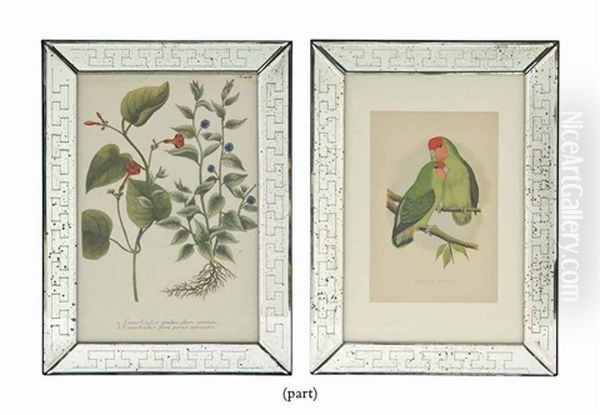 Twelve Colour Wood Engravings From William Thomas Greene's 'parrots In Captivity' Oil Painting by Alexander Francis Lydon