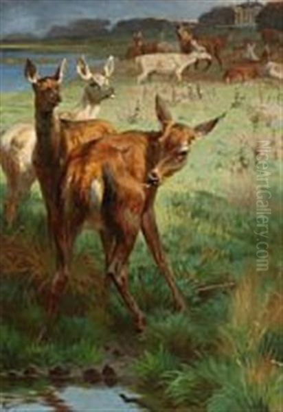 A Flock Of Fallow Deer At Eremitagesletten, Denmark Oil Painting by Adolf Heinrich Mackeprang