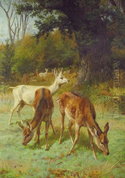 Deer Grazing In A Parkland Oil Painting by Adolf Heinrich Mackeprang