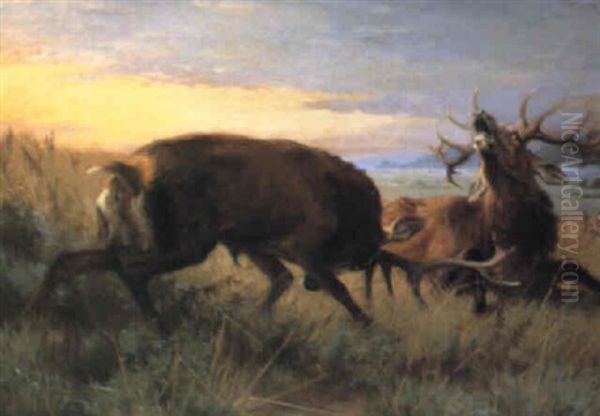 Kronhjorte I Kamp Oil Painting by Adolf Heinrich Mackeprang