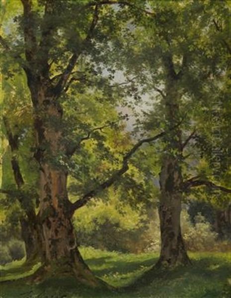 Study Of Trees Oil Painting by Julius Eduard Marak