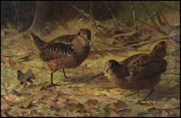 Woodcock In The Forest Oil Painting by Thomas Mower Martin