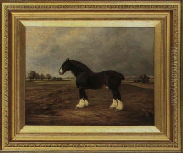 A Shire Horse Oil Painting by Christopher Mark Maskell