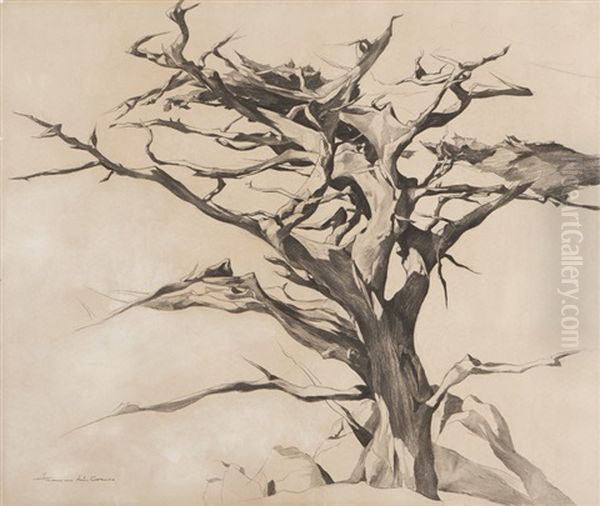 Old Witch Tree On 17 Mile Drive, Monterey Peninsula, Ca Oil Painting by Francis John Mccomas