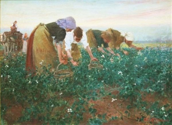 Gathering Beans Oil Painting by Arthur David Mccormick