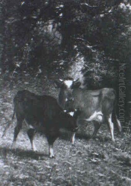 Bovines In A Wooded Landscape by James McDougal