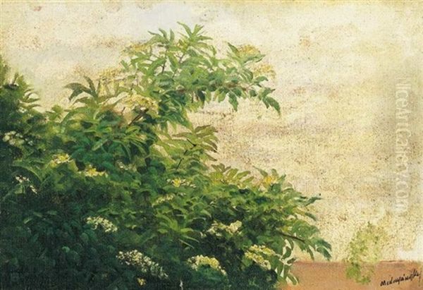 Viragzo Bodzabokor (blossoming Elderberry Bush) Oil Painting by Laszlo Mednyanszky