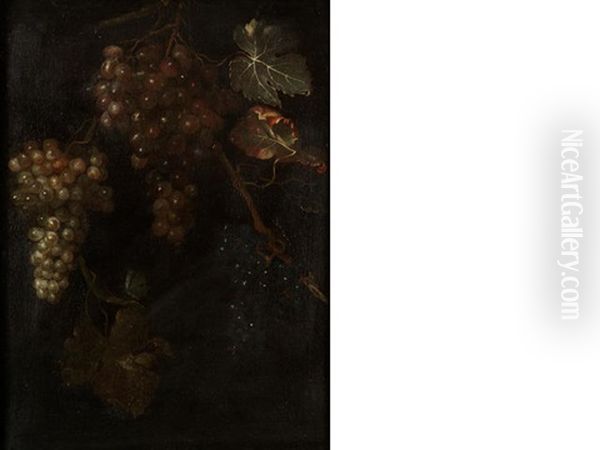 A Vine Of Grapes Oil Painting by Barend van der Meer