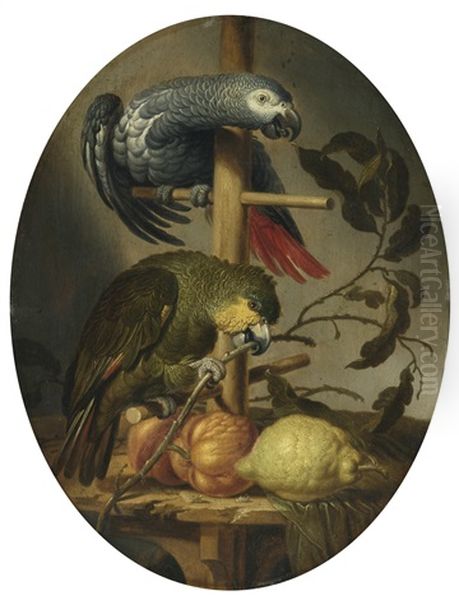 An African Grey And An Orange Winged Amazon Parrot On A Perch With Citrus Fruit Oil Painting by Jacob Frans van der Merck