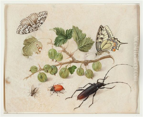 Farfalle, Insetti E Uva Spina Oil Painting by Maria Sybilla Merian