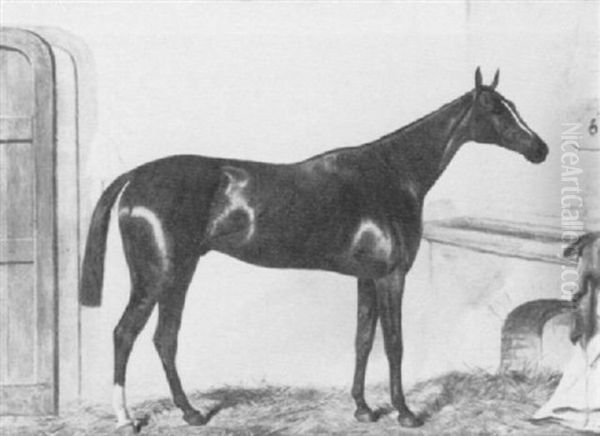 The Bay Racehorse 