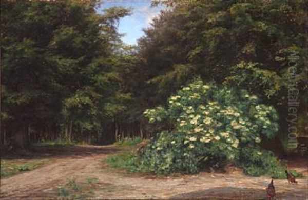 Forest Glade With A Blooming Elder Oil Painting by Emma Meyer