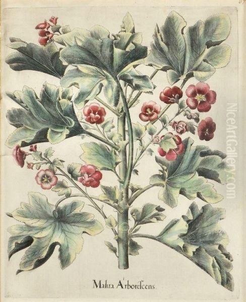 Malua Arborescens, Coleus Louise Oil Painting by Basilius Besler