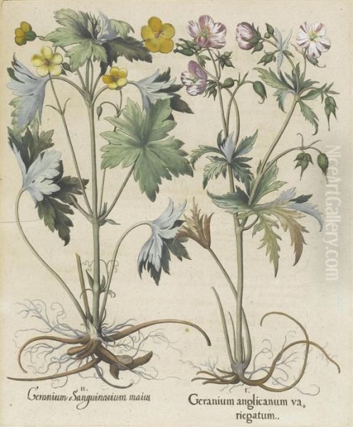 Geranium Anglicanum Va,riegatum Ii Oil Painting by Basilius Besler