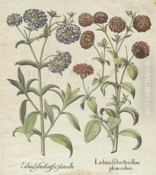 Lichnis Sylvestris Florepleno Rubro Ii Oil Painting by Basilius Besler