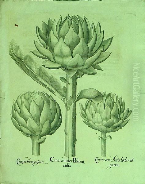 Cinaramaior Boloni Enlis - ..., From Hortus Eystettensis Oil Painting by Basilius Besler