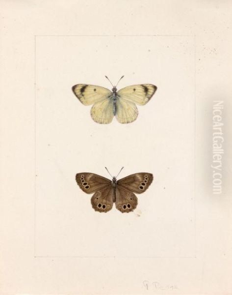 Un Papillon Blanc Appele Gaze Et Un Nymphalidae Satyrnae Marron A Points Noirs Oil Painting by Pancrace Bessa