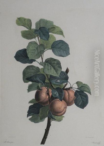 A Study Of Apples Oil Painting by Pancrace Bessa