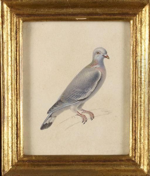 Pigeon Oil Painting by Pancrace Bessa