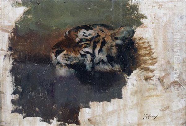 Pacha: Study Of A Tiger Oil Painting by Vincenzo Migliaro