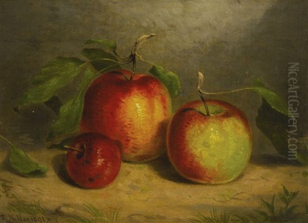 A Study For Apples From Nature Oil Painting by William Rickarby Miller