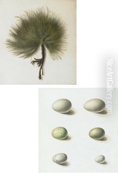 Seaweed; And Six Wild Birds' Eggs Oil Painting by Antoine Germain Bevalet