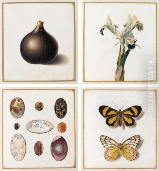 A Botanical Album With 18 Sheets Of Fish, Shells, Minerals, Seeds, Flowers And Other Curiosities Oil Painting by Antoine Germain Bevalet