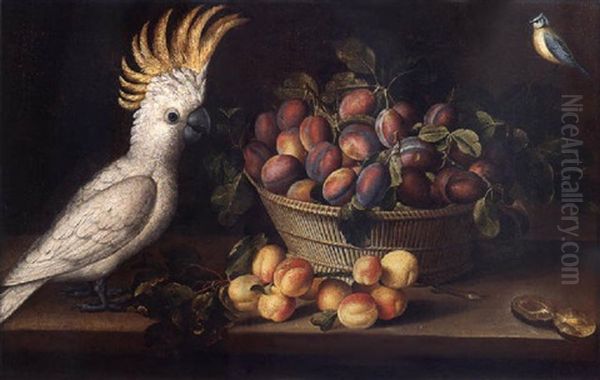 Albicocche, Cesto Di Prugne, Cacatua E Cinciallegra Oil Painting by Louise Moillon