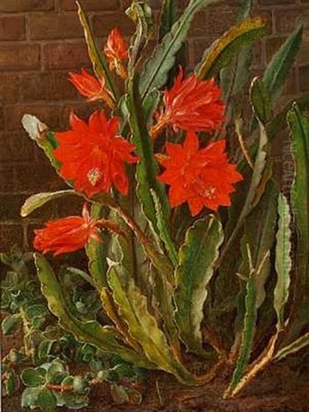 Blomstrende Rod Kaktus Oil Painting by Christian Juel Moellback