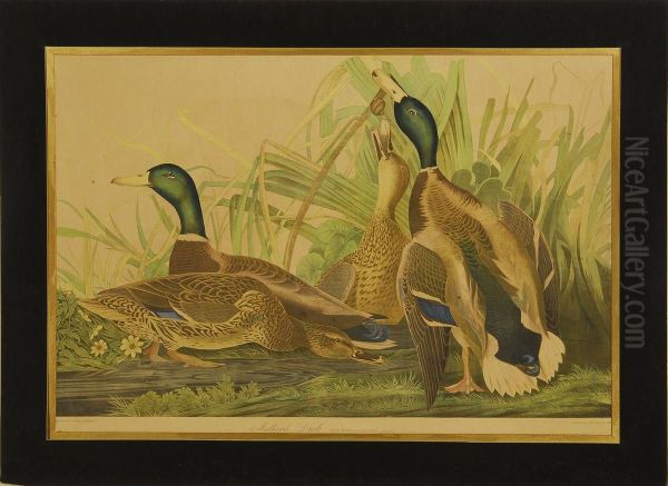 Mallard Duck Oil Painting by Julius Bien