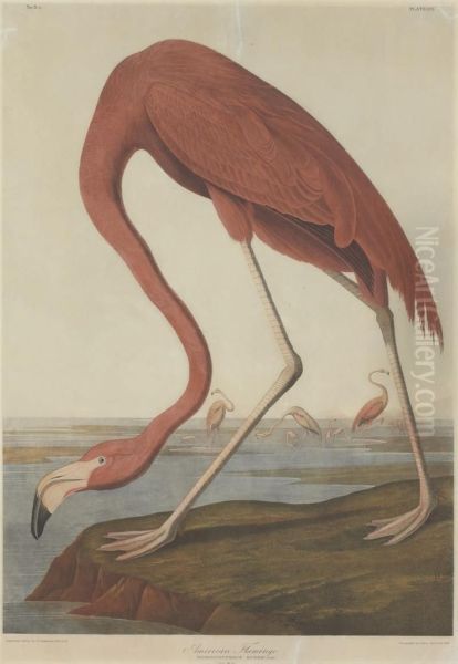 American Flamingo (plate 375) Oil Painting by Julius Bien