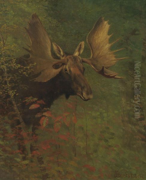 Study Of A Moose Oil Painting by Albert Bierstadt