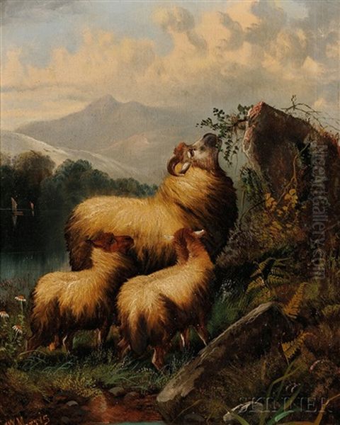 Three Sheep In A Highland Landscape Oil Painting by John W. Morris