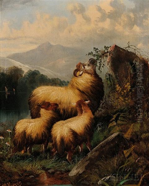 Three Sheep In A Highland Landscape Oil Painting by John W. Morris