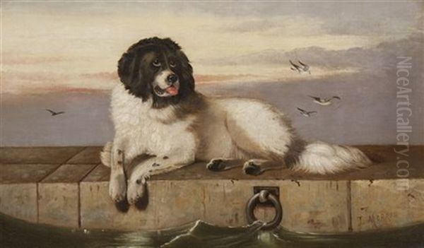 Newfoundland Dog On A Quayside Oil Painting by John W. Morris